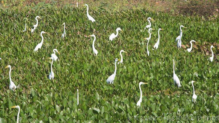 Pousada Porto Jofre Pantanal Norte Hotel Bagian luar foto