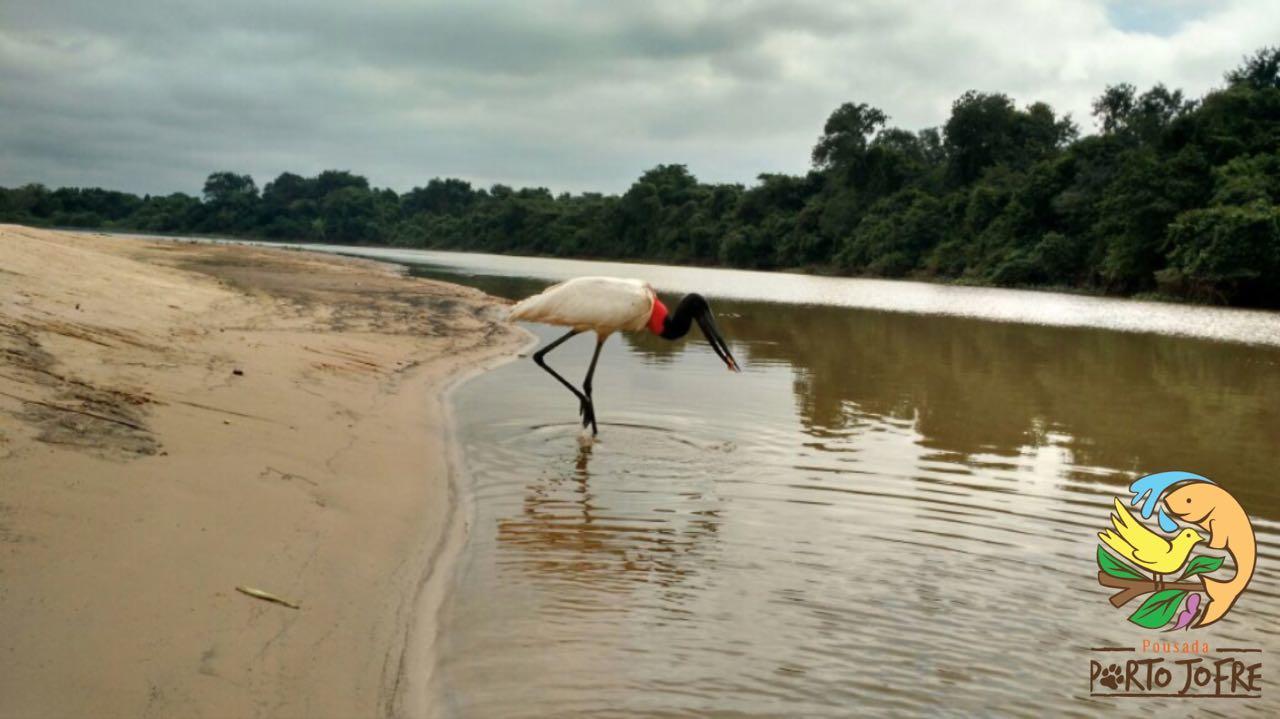 Pousada Porto Jofre Pantanal Norte Hotel Bagian luar foto