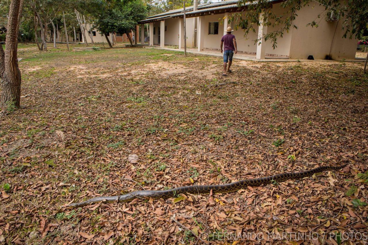 Pousada Porto Jofre Pantanal Norte Hotel Bagian luar foto