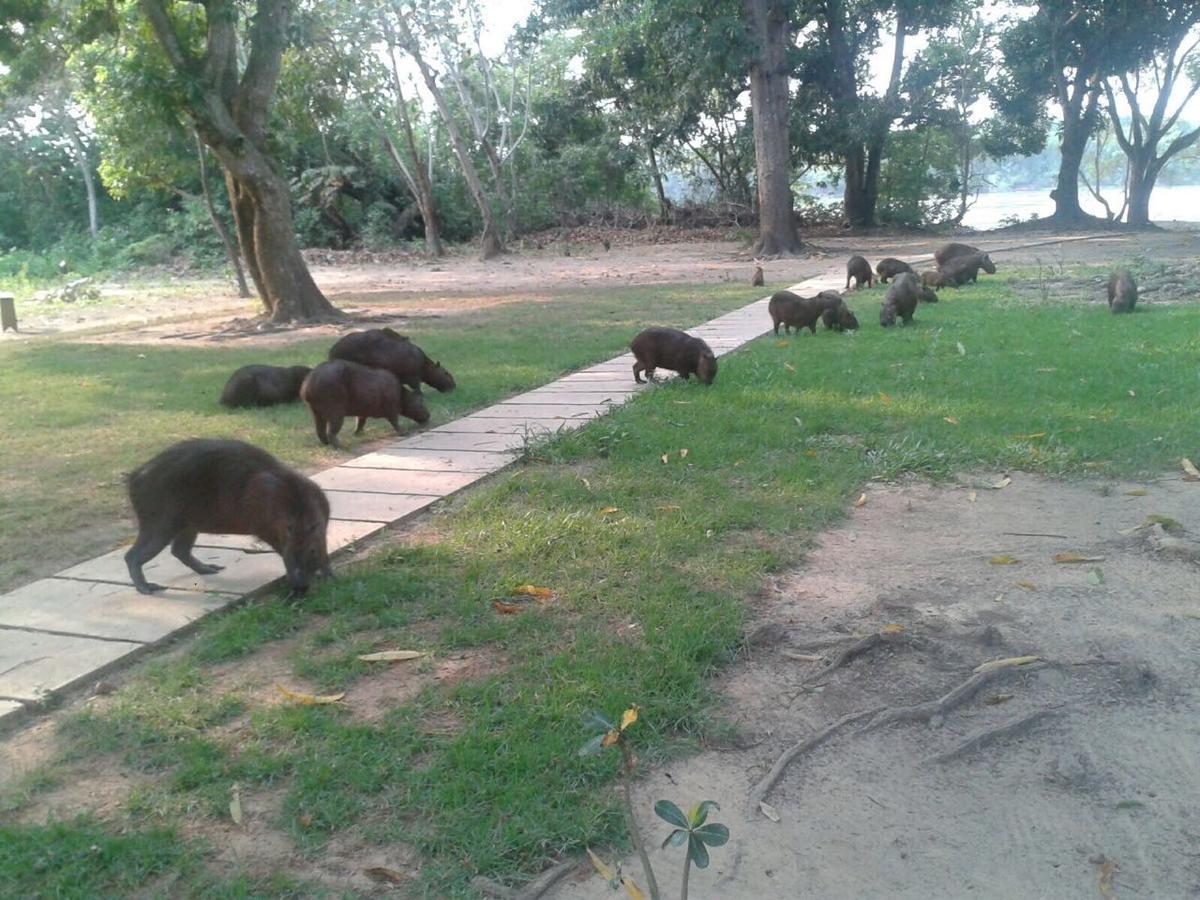 Pousada Porto Jofre Pantanal Norte Hotel Bagian luar foto