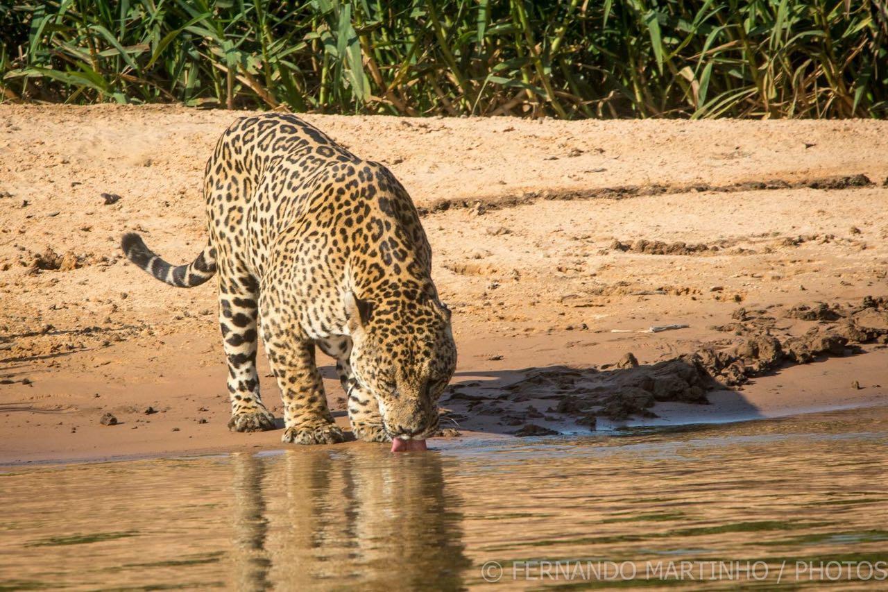 Pousada Porto Jofre Pantanal Norte Hotel Bagian luar foto